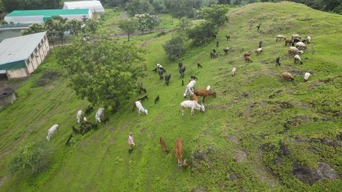 animal