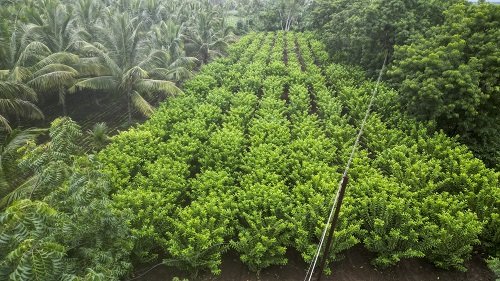 horticulture