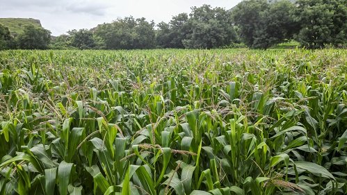 maize