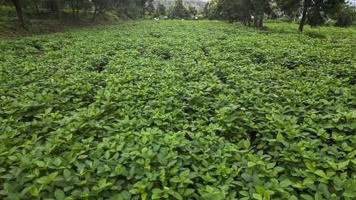 Soybean